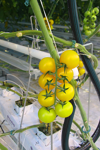 5180-yellow-tomatoes