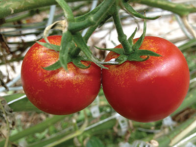 Damage on tomatoes