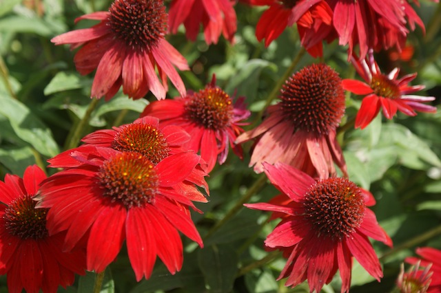sombrero_salsa_red_echinacea_from_ball