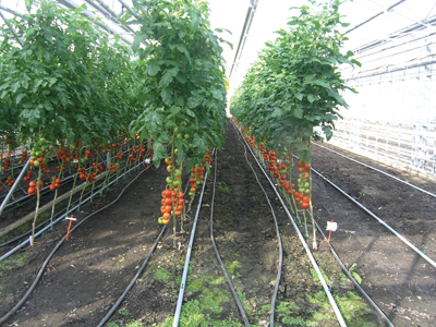 2418-Nak-tomatoes