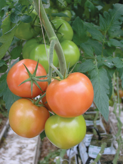 p24_2346_tomatoes