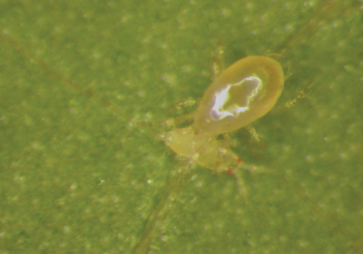 p20_thrips1