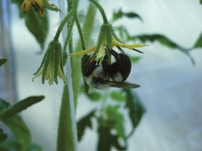 p14_3336_bumble_bee_polinating_tomato_flower