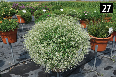 27-3341-Euphorbia-Silver-Fog-White