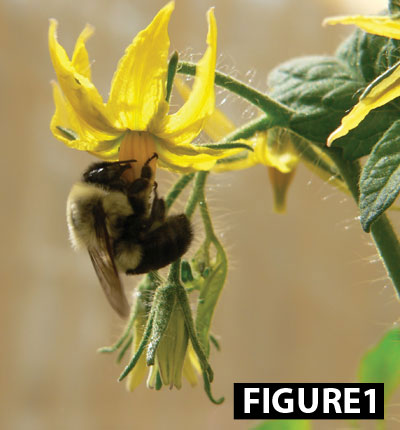 _2864-bumble-bee-fig-1