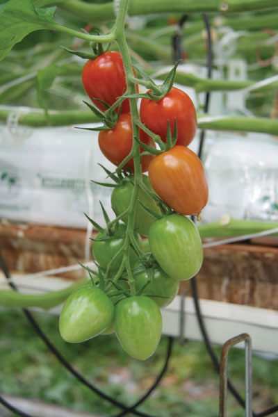 3248-bella-tomatoes-269