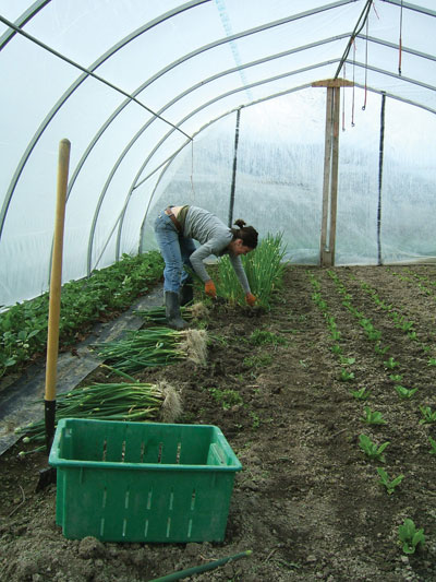 3972-Bruns-greenhouse-worker