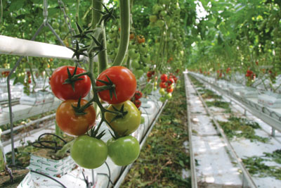 p26_3823-Savoura-tomatoes