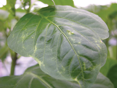 4053-pepper-leaf-damage-by-wft-ferguson