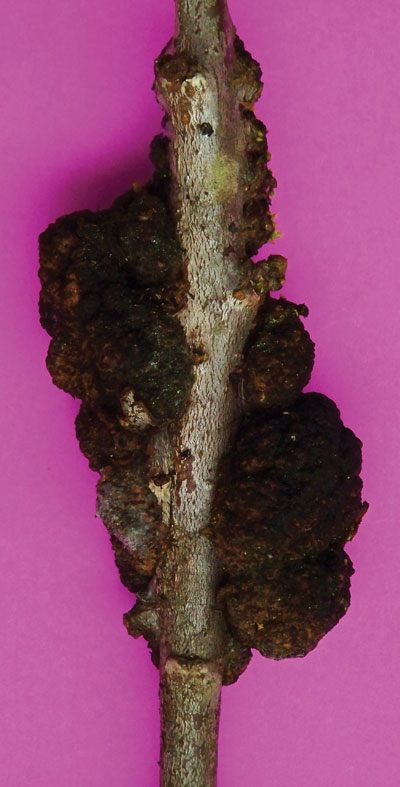 p10_black-knot-fungus