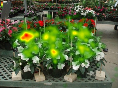 4794_flower_pic_with_eyetracking_vineland