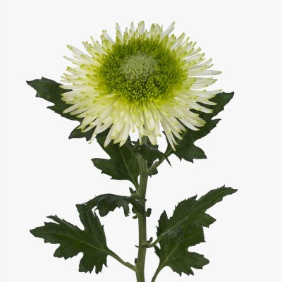 5272_chrysanthemum_indicum_grp_floraholland