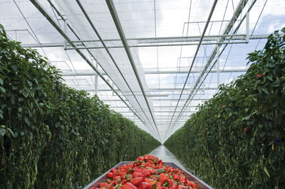 5211-Pepper-greenhouse