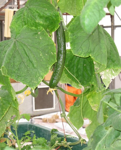 5860_cucumber_plants