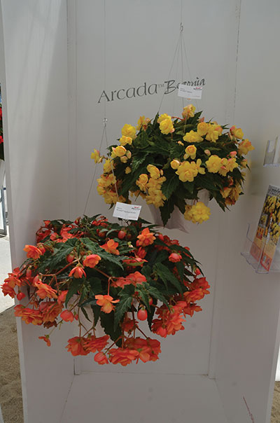 17--Begonia-Tuberous-Arcada