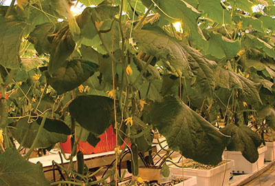 5793-Cucumber-plant-in-cont