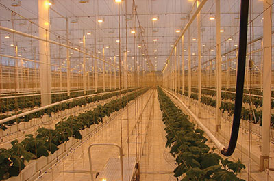 5793-New-high-tech-greenhouse