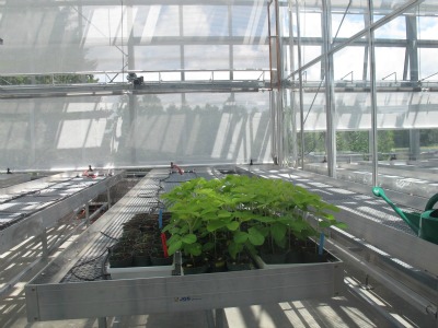 5523_first_crops_in_londons_new_greenhouse_complex
