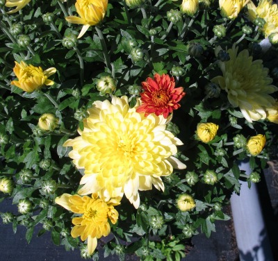 5720_grolinks_aluga_yellow_with_a_padre_orange_flower