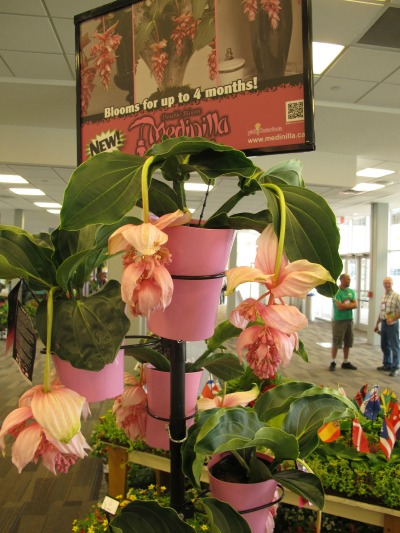 6444_medinilla_magnifica_by_northend_gardens_at_cultivate14