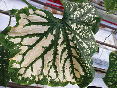 Cucumber-leaf-sprayed