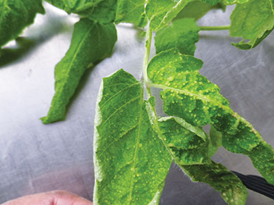 Curled-tomato-leaf
