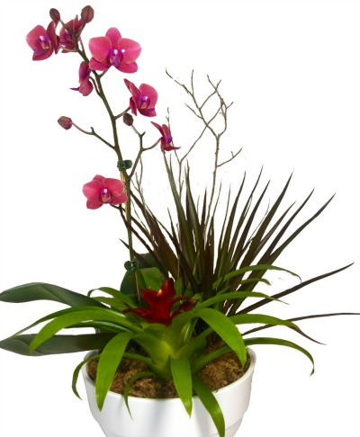 6349_orchid_garden_combo_arrangement