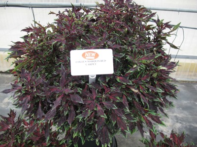 6593_coleus_marquee_carpet__from_ball