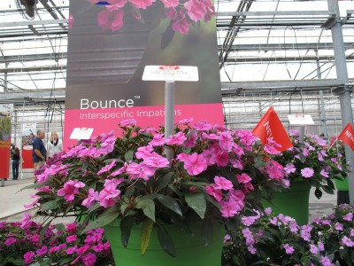 6593_new_guinea_impatiens_bounce_pink_flame_by_selecta