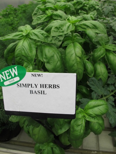 6593_simply_herbs_basil_from_panam_seed