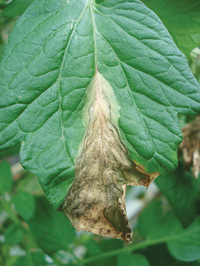 Botrytis leaf blight lesion