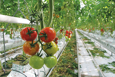 tomates-072