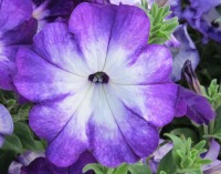 6232_petunia_sanguna_radiant_blue_bloom_syngenta_flowers