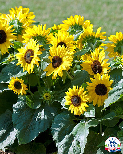 6452-Sunflower-Suntastic