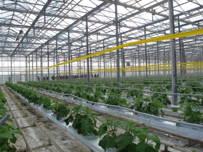 6678_sticky_tape_pest_management_at_bluewater_greenhouses