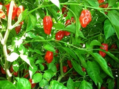 us_peppers