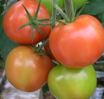 tomatoes_clseup