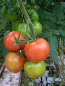 tomatoes_full