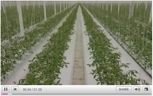 uk-greenhouses-video