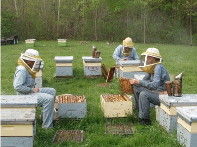 U of G researchers check hives