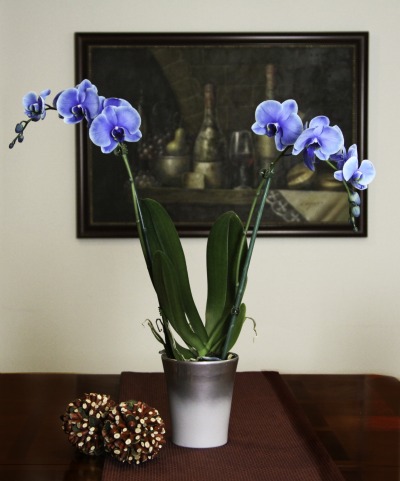 3913_blue_mystique_orchid_silver_vase