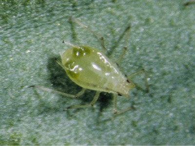 4003_fig_1_foxglove_aphid_web_only