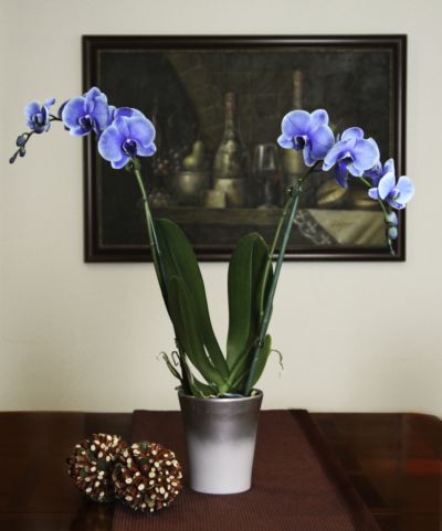 blue_mystique_orchid_silver_vase