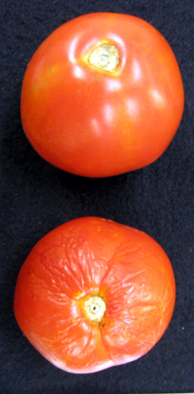 3496_handa-tomato