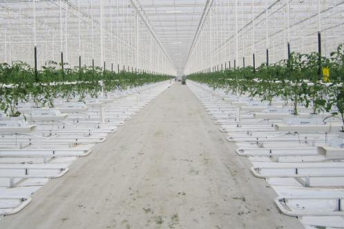 Adegeest recently completed a geothermal installation at tomato producer John of Marriwijk. (Photo courtesy of Adegeest Greenhouse.)