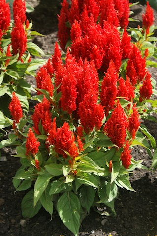 arrabona_red_celosia_from_ball