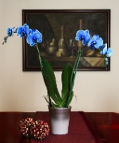 bluemystiqueorchid