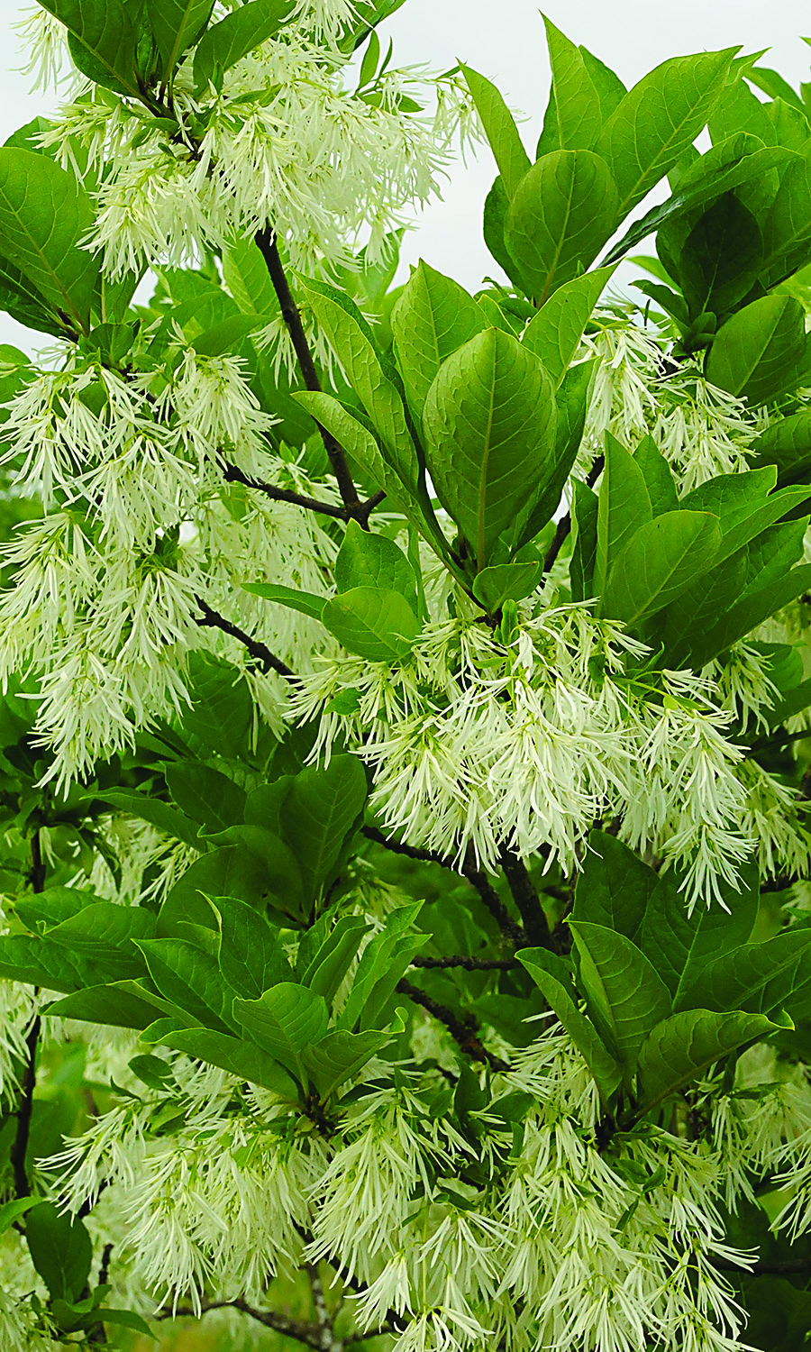 springfleecingfringetree