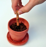 sprout_pencil_planting_300_dpi