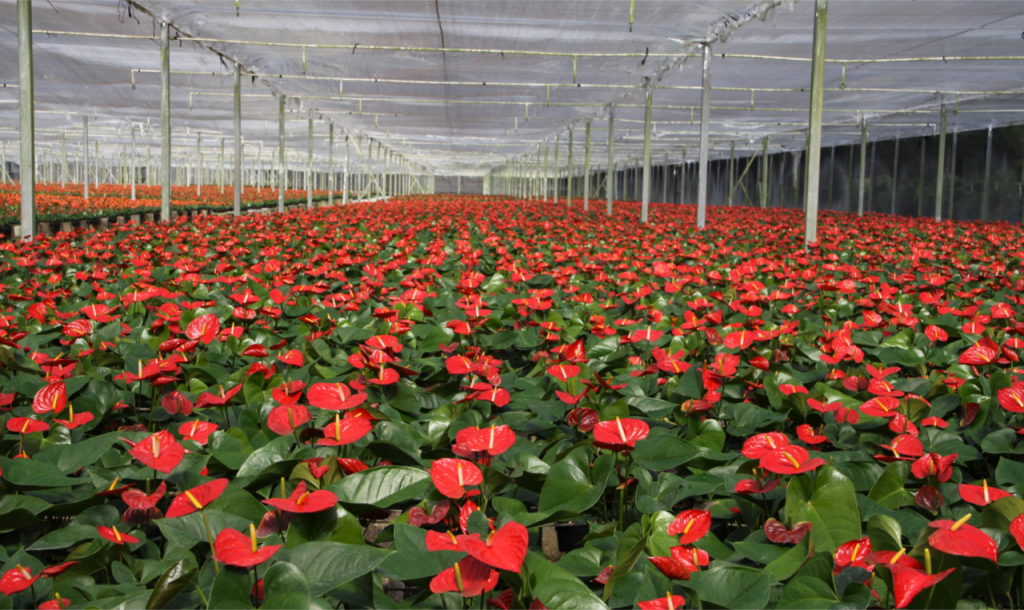 golden fresh farms greenhouse golden fresh farms greenhouse